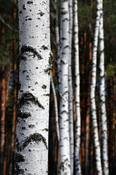 Fototapeta trunks of birch trees