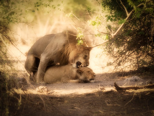Fototapeta na wymiar lions mating in bush