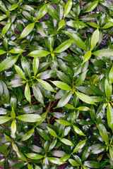 Green leaves texture background