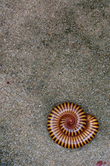 Millipede on floor