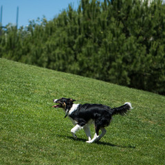 dog on the lawn