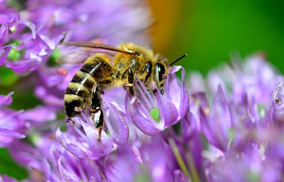 Biene auf Zierlauch lila