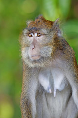 Macaque Monkey