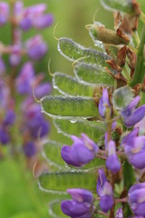 ルピナス  -Lupinus-