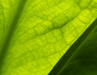 Skunk Cabbage