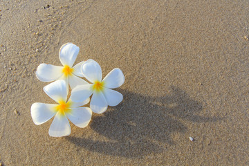 Fototapeta na wymiar the beautiful flowers on beach background.JPG