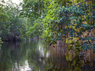 Fototapeta premium Tropical thickets mangrove forest on the Black river.Jamaica.