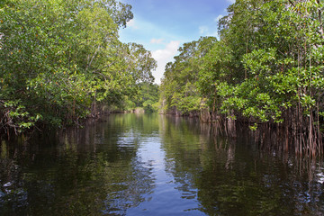 Fototapeta na wymiar Tropical thickets mangrove forest on the Black river.Jamaica.