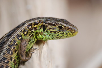 Jaszczurka / Lizard © lodowooki
