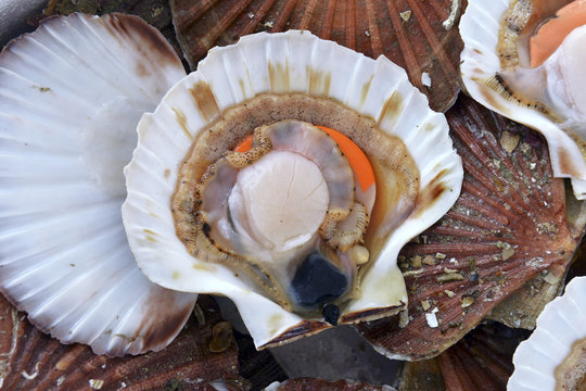 scallops in the shell