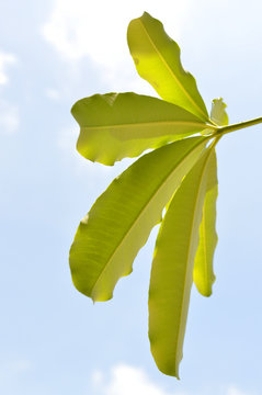 Alstonia scholaris leaves
