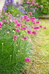 Gazon d'Espagne rose dans un jardin