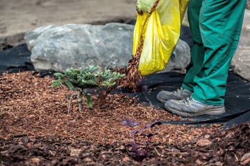 Gardener spills mulch under bush