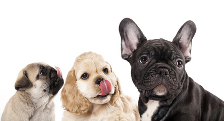 Obraz premium hungry dog licking tongue, tongue licking puppy