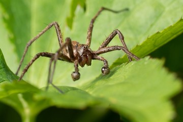 Front view of a nursery spider