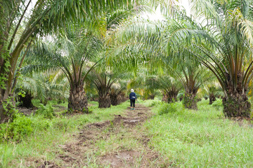 Oil Palm Plantation