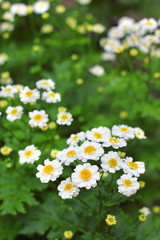 Flowering Pyrethrum