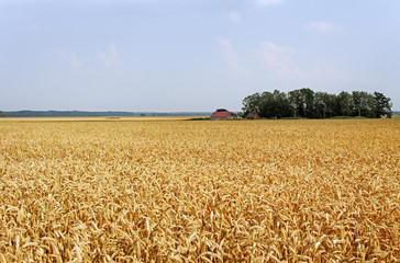 Naklejka premium Wheat field.