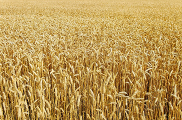 Wheat field.