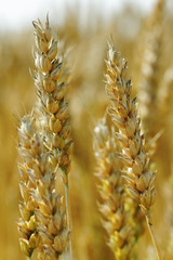 Wheat field.