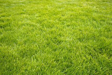 Belle pelouse neuve parfaite dans un jardin, fond et arrière-plan de jardinage et beau gazon vert,...