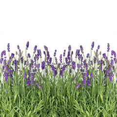 fresh lavender flowers isolated on white - obrazy, fototapety, plakaty