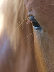 Beautiful Horse Eye