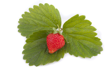 Red strawberry on green leaves.