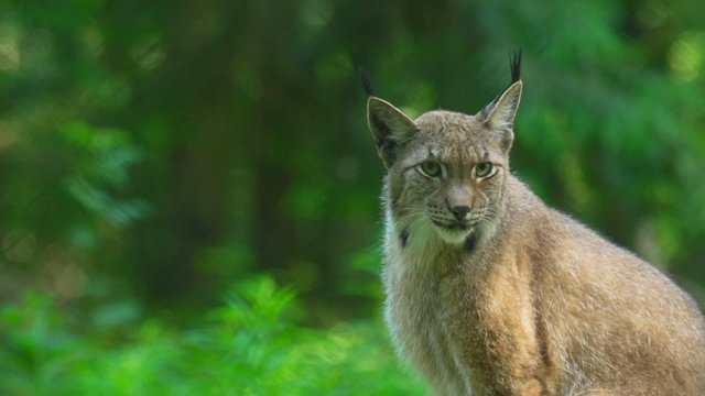 Luchs
