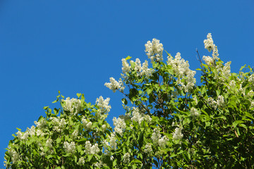 White lilac flowers against a blue sky