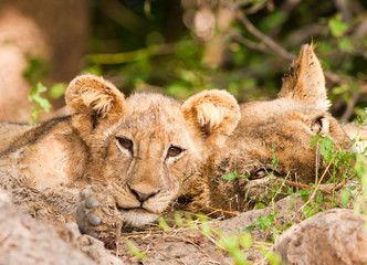 Cute Lion Cub with Mother