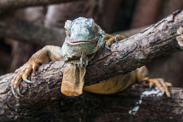 Old Green Iguana