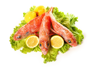 Serranus cabrilla.
