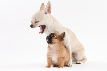 Obraz premium Chihuahua puppy