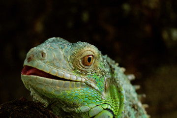 Fototapeta premium portrait about a green iguana