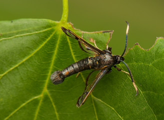 Synanthedon spheciformis