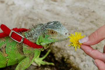 green iguana on a leash