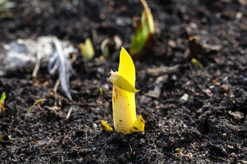 Close up of young yellow sprout