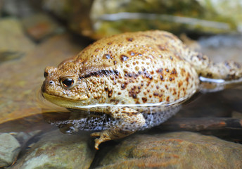 European toad (Bufo bufo) has a rest in water