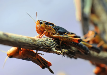 Locust is on a branch