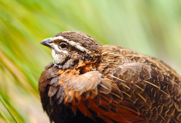 Quail on a natural background