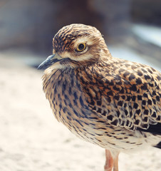 Grey Plover (Pluvialis squatarola)