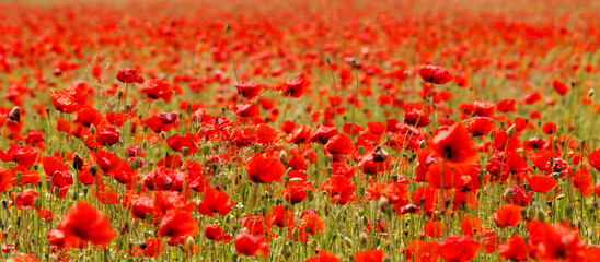 poppy field