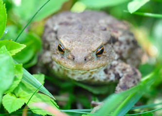 European toad (Bufo bufo) in a green grass