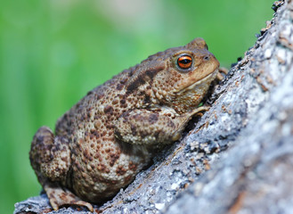 European toad (Bufo bufo)