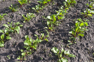 Beets in the organic vegetable garden.