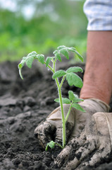 senior woman planting a tomato seedling