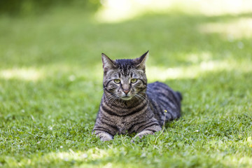cute cat relaxes in the garden