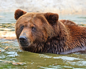 brown bear