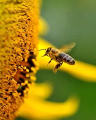 Fotobehang Bee © kyslynskyy